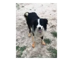 2 boys 1 girl Stunning Border Collie Puppies for Sale - 3