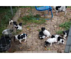 Full blooded Rat Terrier Puppies for Sale