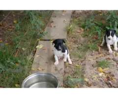 Full blooded Rat Terrier Puppies for Sale - 2
