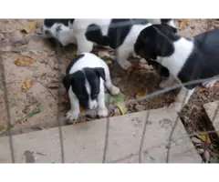Full blooded Rat Terrier Puppies for Sale - 3