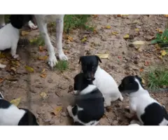 Full blooded Rat Terrier Puppies for Sale - 4