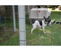 Full blooded Rat Terrier Puppies for Sale - 5