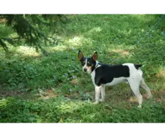 Full blooded Rat Terrier Puppies for Sale - 6