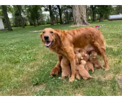 Beautiful Golden retriever puppies for sale - 1