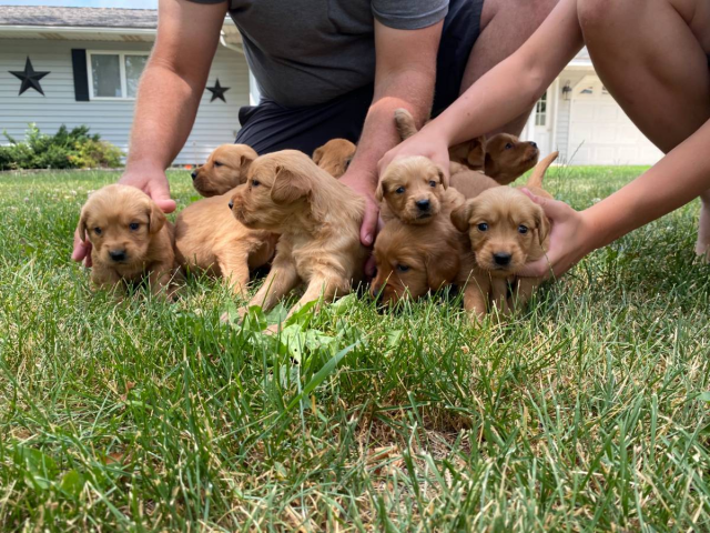 Beautiful Golden retriever puppies for sale in Rochester