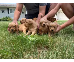Beautiful Golden retriever puppies for sale - 6