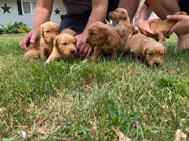 golden retriever minnesota breeders farm