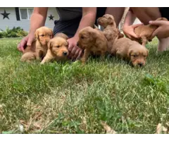 Beautiful Golden retriever puppies for sale - 7