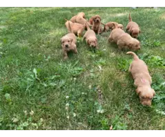 Beautiful Golden retriever puppies for sale - 8