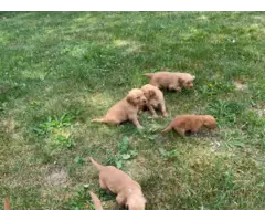 Beautiful Golden retriever puppies for sale - 9