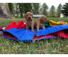 Beautiful Golden retriever puppies for sale - 10