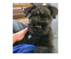 Male little schnauzer puppy for sale - 2