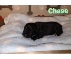Male little schnauzer puppy for sale - 3