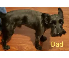 Male little schnauzer puppy for sale - 4