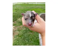 Sheltie puppies for sale medium size