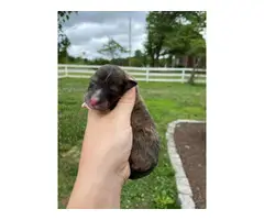 Sheltie puppies for sale medium size - 2