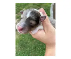 Sheltie puppies for sale medium size - 3