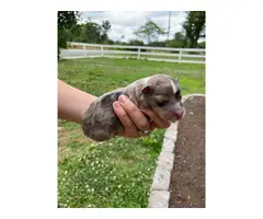 Sheltie puppies for sale medium size - 4