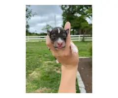 Sheltie puppies for sale medium size - 5