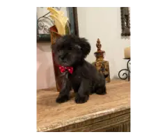 Four Shih Tzu Yorkie imperial puppies ready to go home
