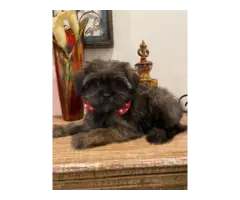 Four Shih Tzu Yorkie imperial puppies ready to go home - 2