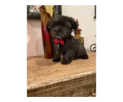 Four Shih Tzu Yorkie imperial puppies ready to go home - 3