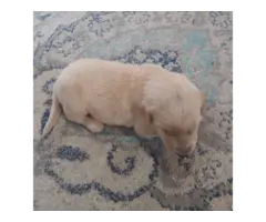 4 Adorable Lab Puppies for sale