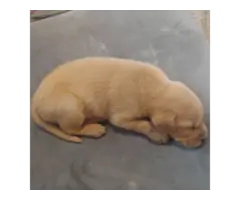 4 Adorable Lab Puppies for sale - 2