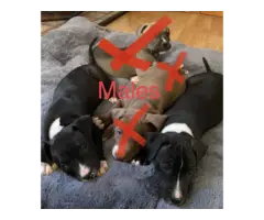 8 weeks old full blooded pitbull puppies for sale
