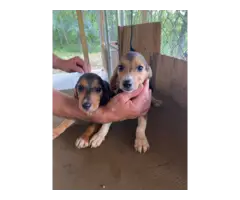 Black & Tan male beagle puppies