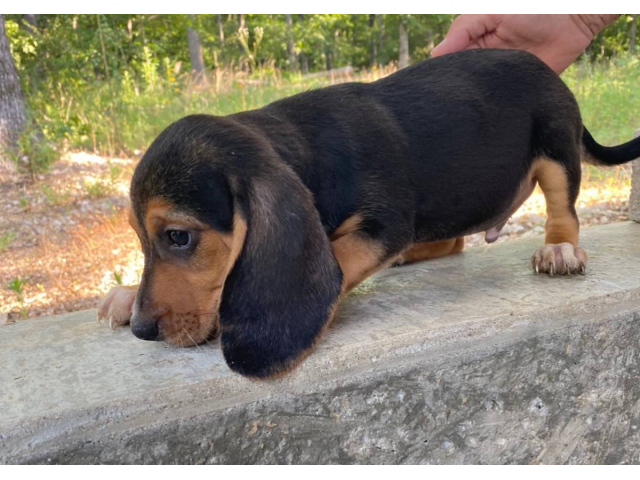 Black & Tan male beagle puppies Williamsville - Puppies for Sale Near Me