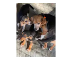 Black & Tan male beagle puppies - 5