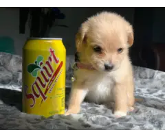 Tiny Shiranian puppy for sale - 2