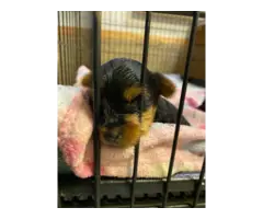 AKC Teacup Yorkie Puppies for Sale - 1