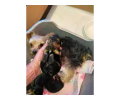 AKC Teacup Yorkie Puppies for Sale - 2