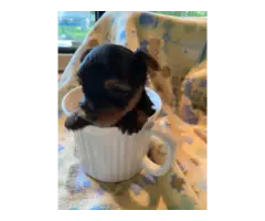 AKC Teacup Yorkie Puppies for Sale - 3