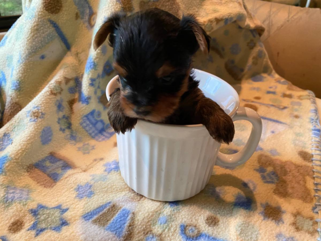 AKC Teacup Yorkie Puppies for Sale in Phoenix, Arizona - Puppies for