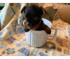 AKC Teacup Yorkie Puppies for Sale - 4