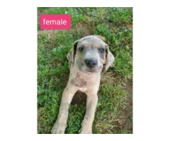 8 Adorable Great Dane puppies available