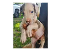 8 Adorable Great Dane puppies available - 4