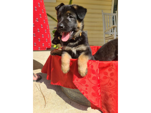 3 German Shepherd Puppies for sale in Savannah,