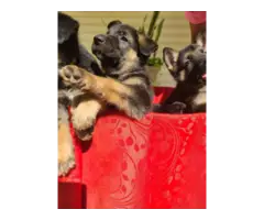 3 German Shepherd Puppies for sale - 3
