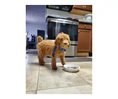 Male Purebred Golden Doodle puppies