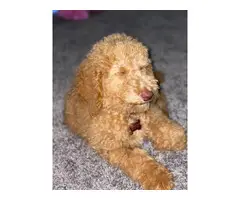 Male Purebred Golden Doodle puppies - 3