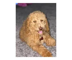 Male Purebred Golden Doodle puppies - 4