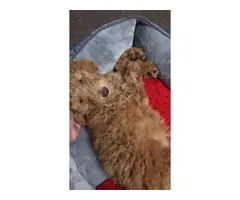 Male Purebred Golden Doodle puppies - 5