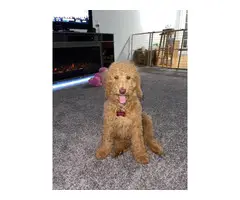 Male Purebred Golden Doodle puppies - 7