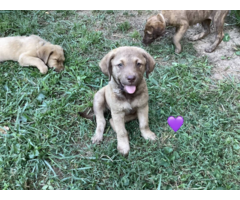Purebred Chesapeake Bay Retriever puppies for sale
