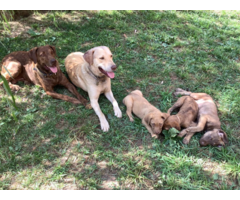 Purebred Chesapeake Bay Retriever puppies for sale