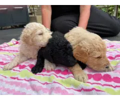 AKC Standard poodle puppies for sale